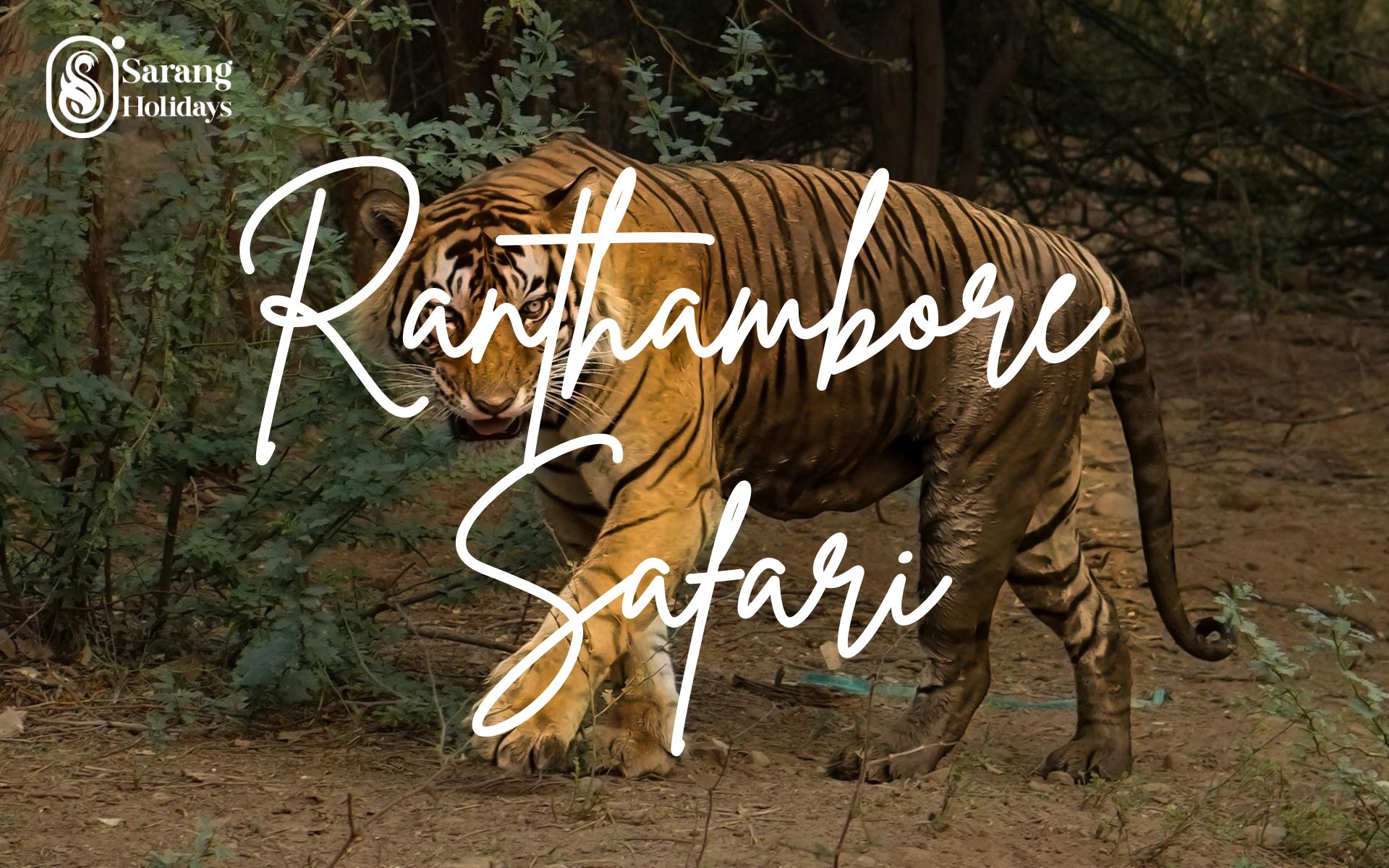 All You Need To Know For Your Ranthambore Safari