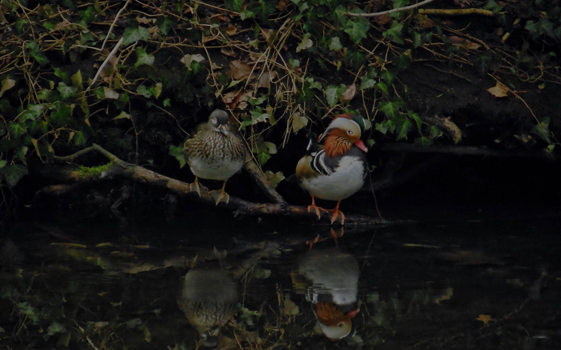 Birdwatching Bliss at Keoladeo National Park