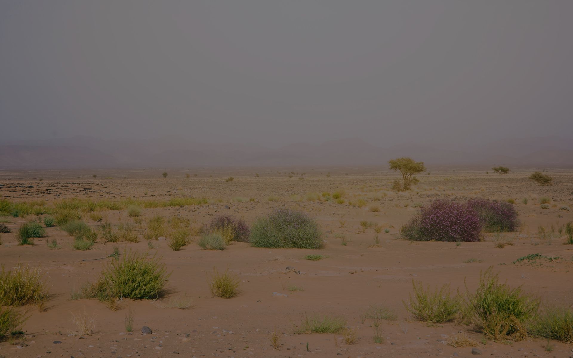 Exploring the Biodiversity of Desert National Park