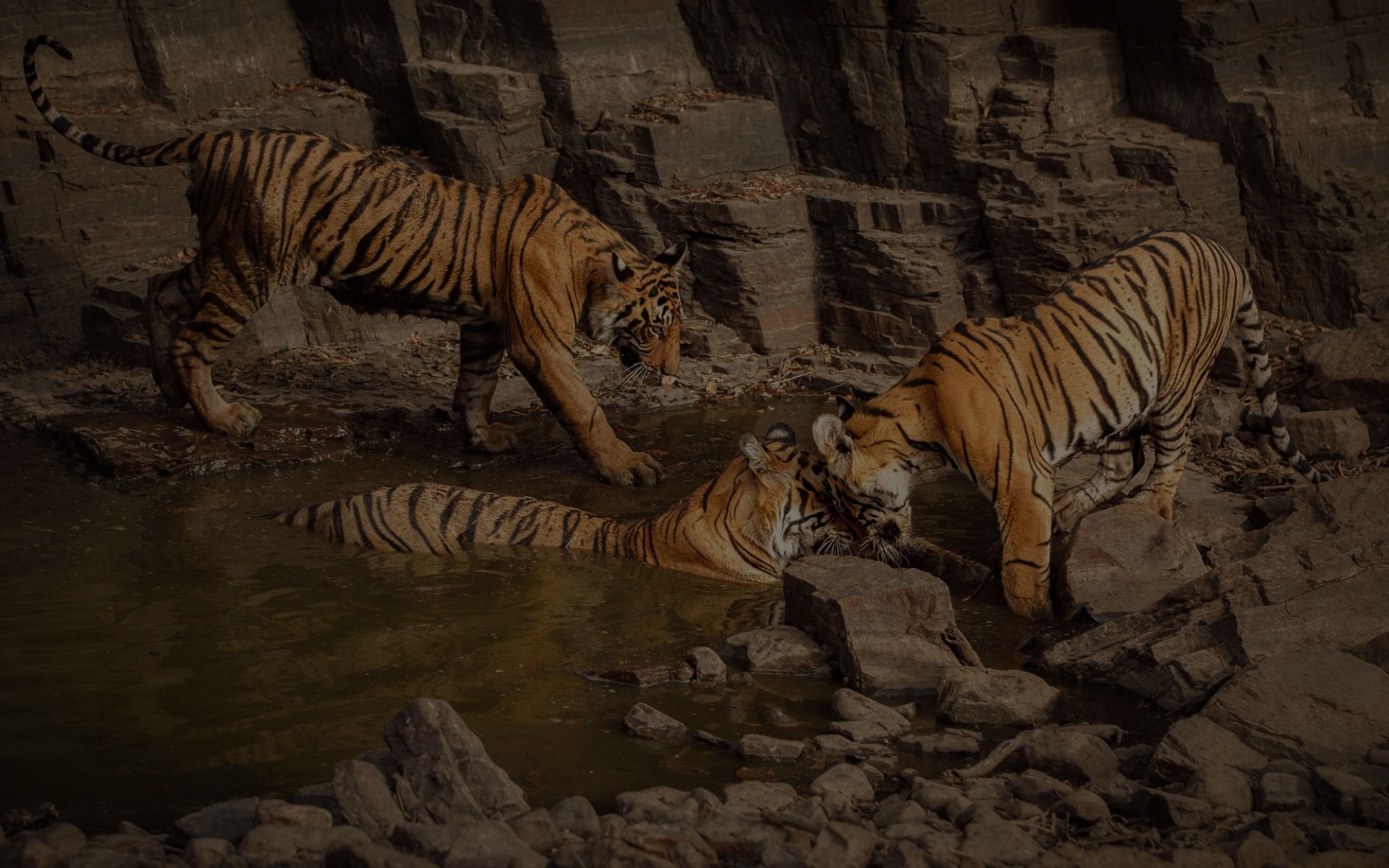 Encountering the Wild at Sariska Tiger Reserve