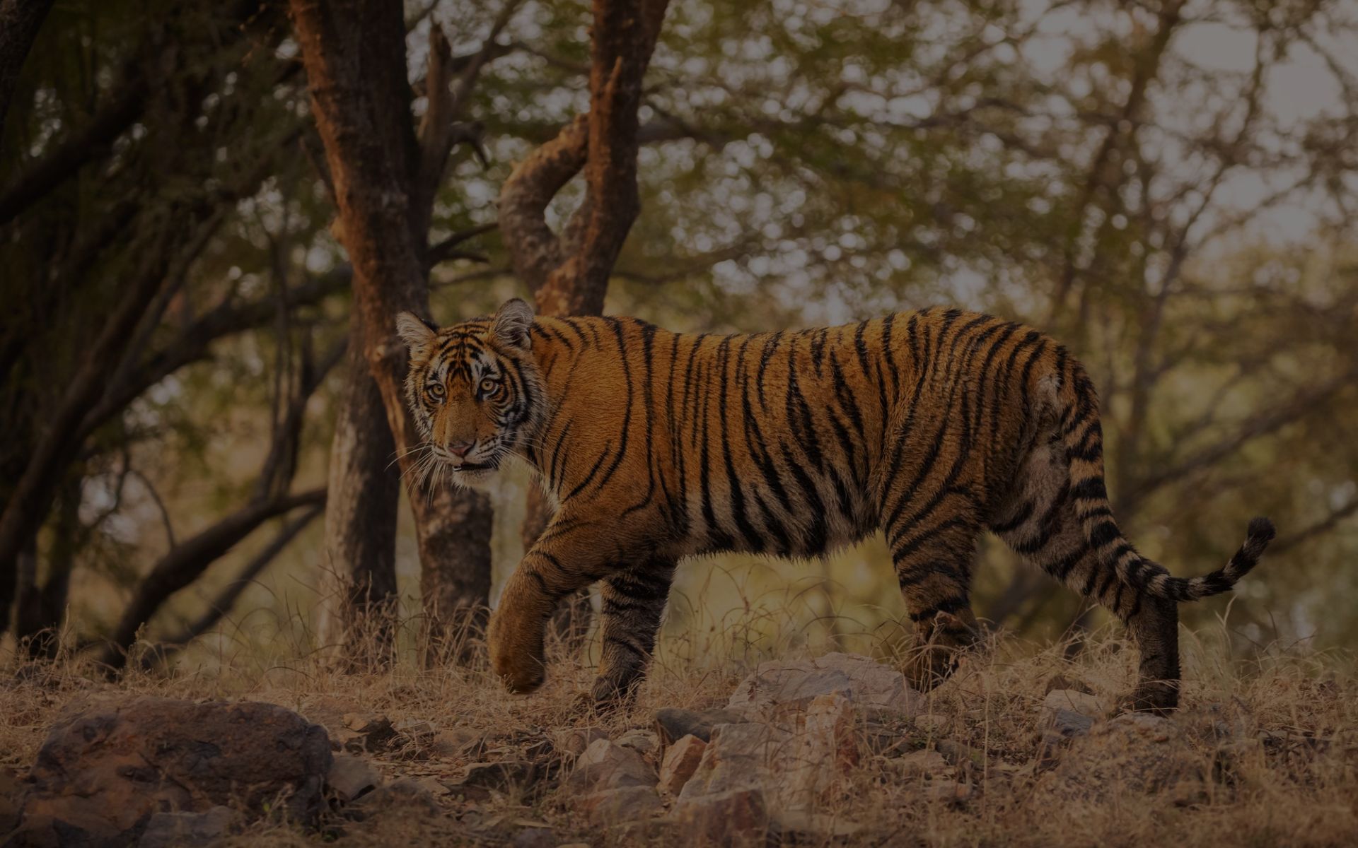 Discover the Majestic Tigers of Ranthambore National Park